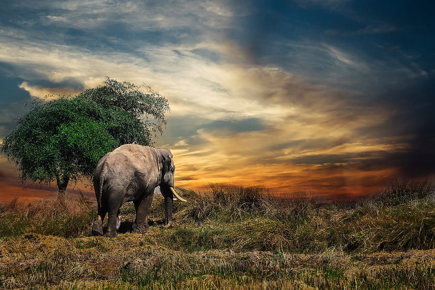 zwierzęta, drzewa, trawa, słoń Tapeta HD