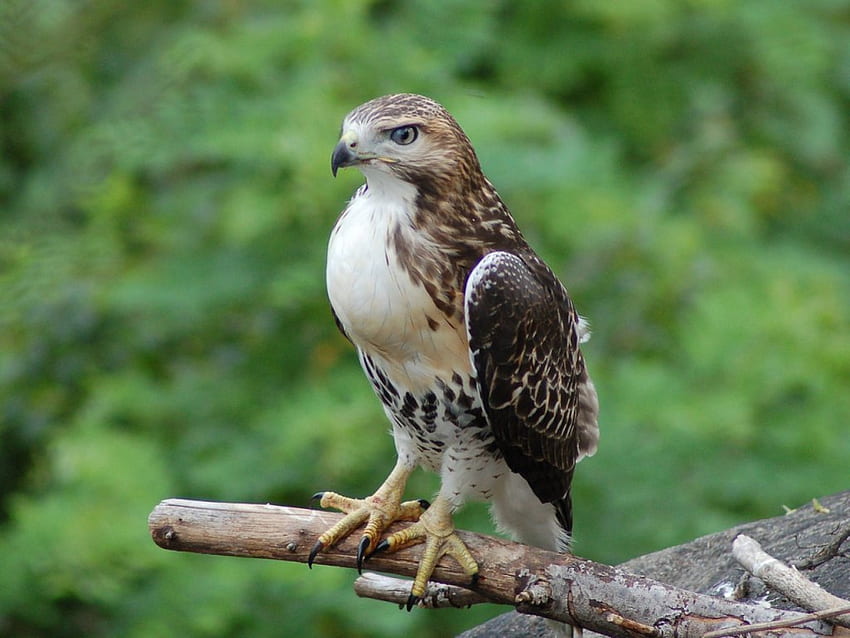 Hawk on perch, trees, perch, hawk HD wallpaper