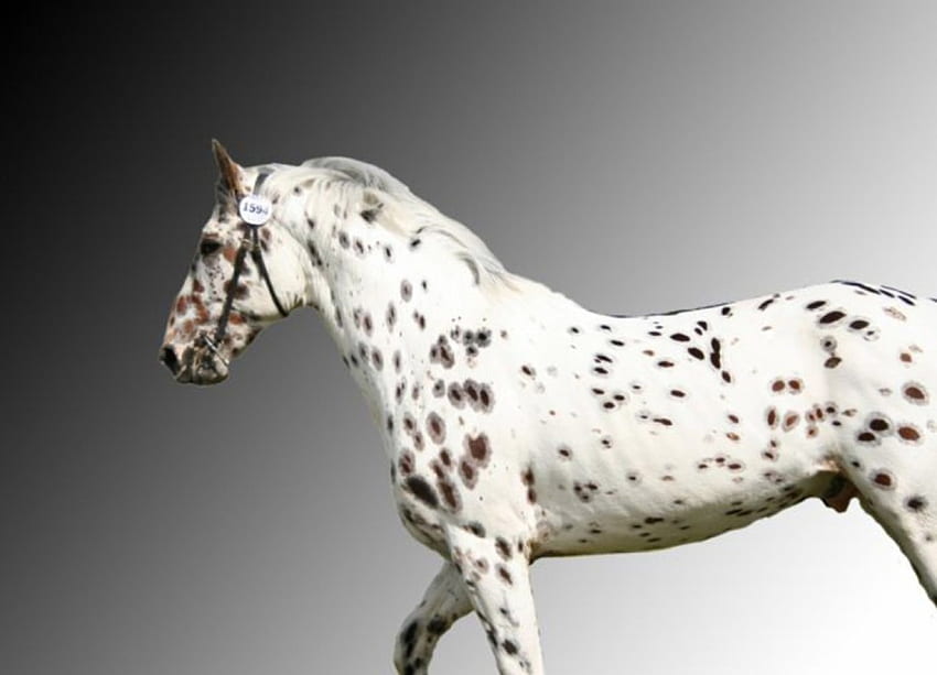 white horse with black spots, horse, white, spots HD wallpaper