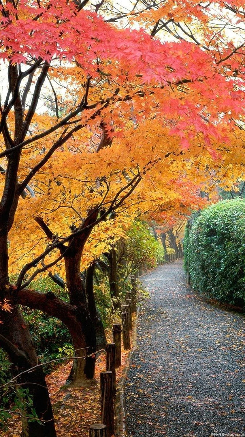 Tree Leaves Autumn Nature HD phone wallpaper | Pxfuel