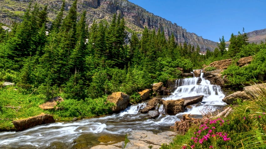 Mountain Creek, paesaggio, fiori, montagne, abeti Sfondo HD