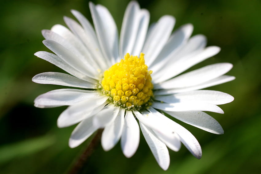 Kamille, Blume, Makro, Blütenblätter, Kamille, klein HD-Hintergrundbild