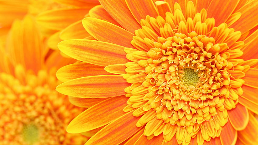 Background Beauty Floral Flower Fresh Nature Orange [] for your , Mobile & Tablet. Explore Orange . Cool Orange , Orange Color, Orange Background HD wallpaper