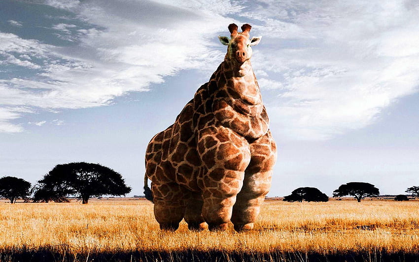 Fette Giraffe, lustige Giraffe HD-Hintergrundbild