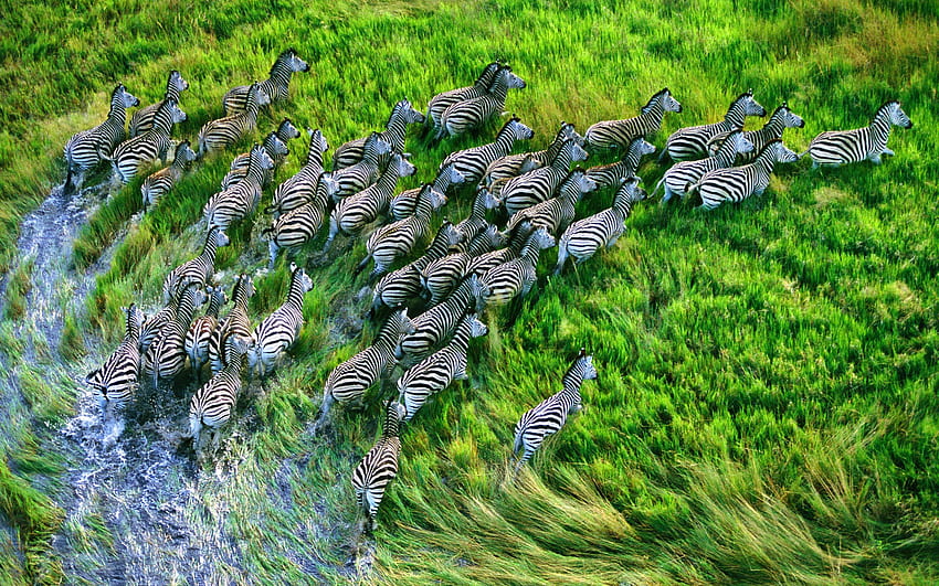 Hewan, Rumput, Zebra, Kawanan, Lari, Lari Wallpaper HD