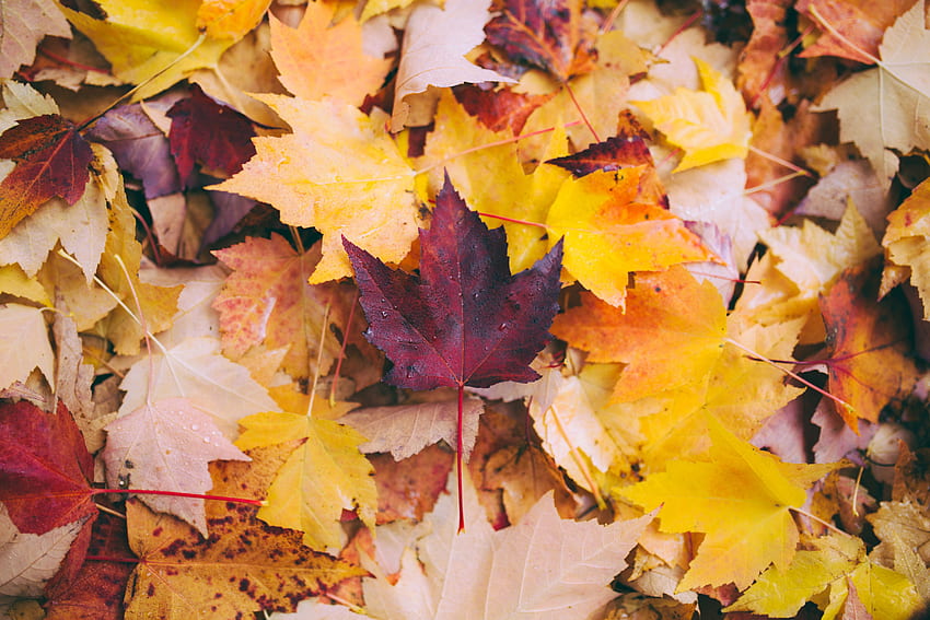 Natura, autunno, foglie, acero, caduto Sfondo HD