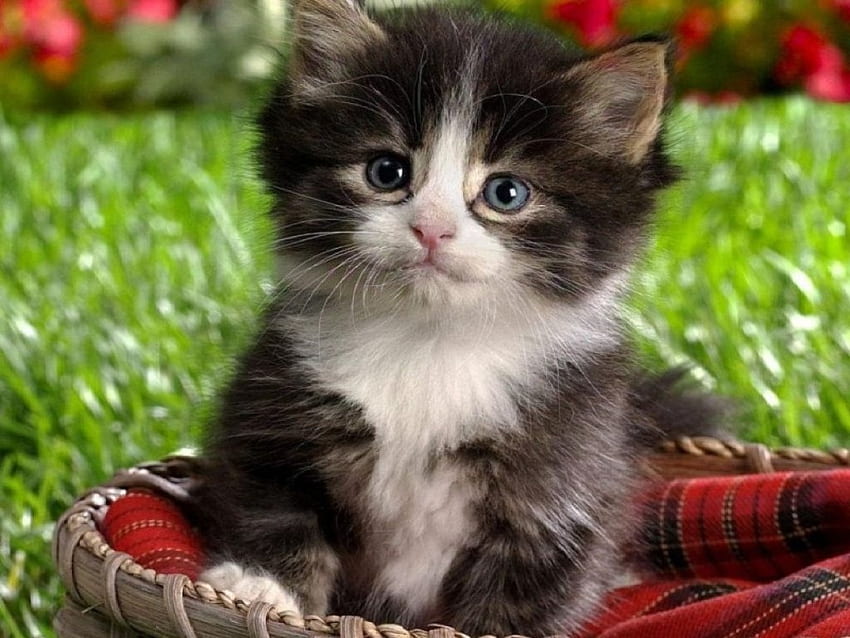 Słodki kotek, kotek, ładny, kot Tapeta HD