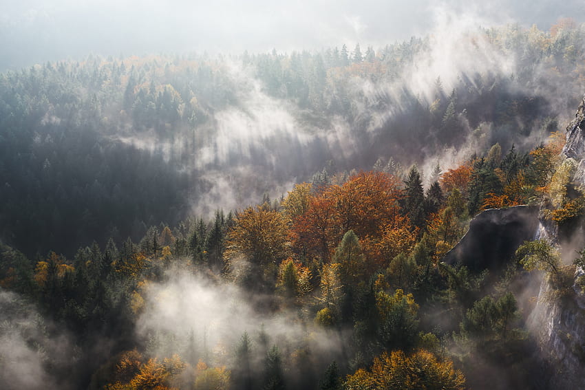 natureza, árvores, montanhas, vértice, topo, nevoeiro papel de parede HD