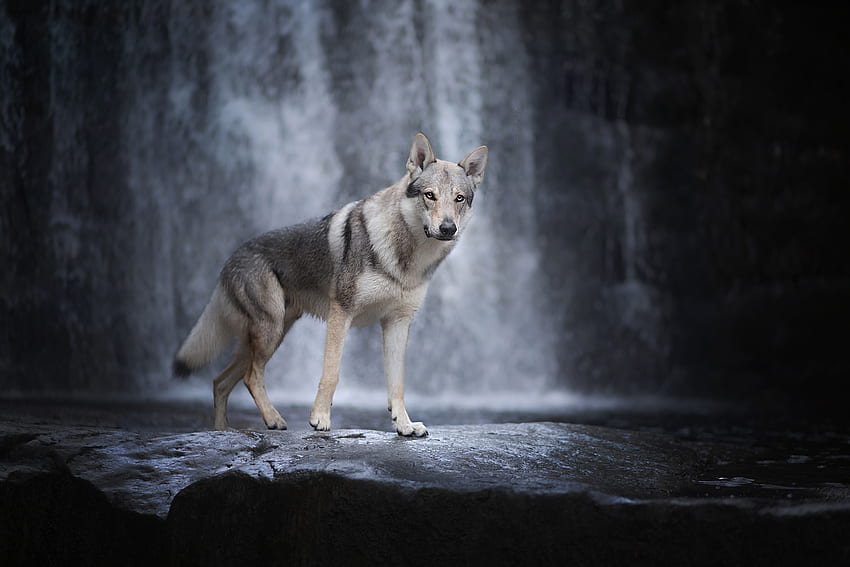 Wolfdog and Background HD wallpaper