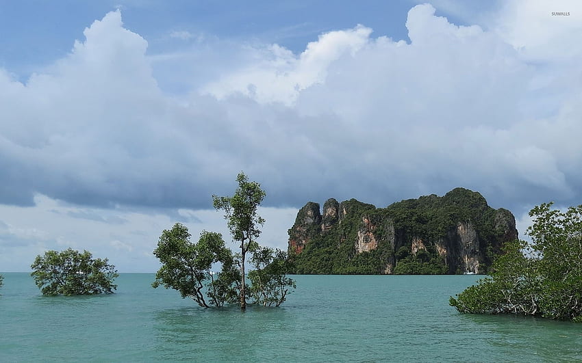 Bäume, die im Wasser durch die felsige Insel wachsen - Natur HD-Hintergrundbild