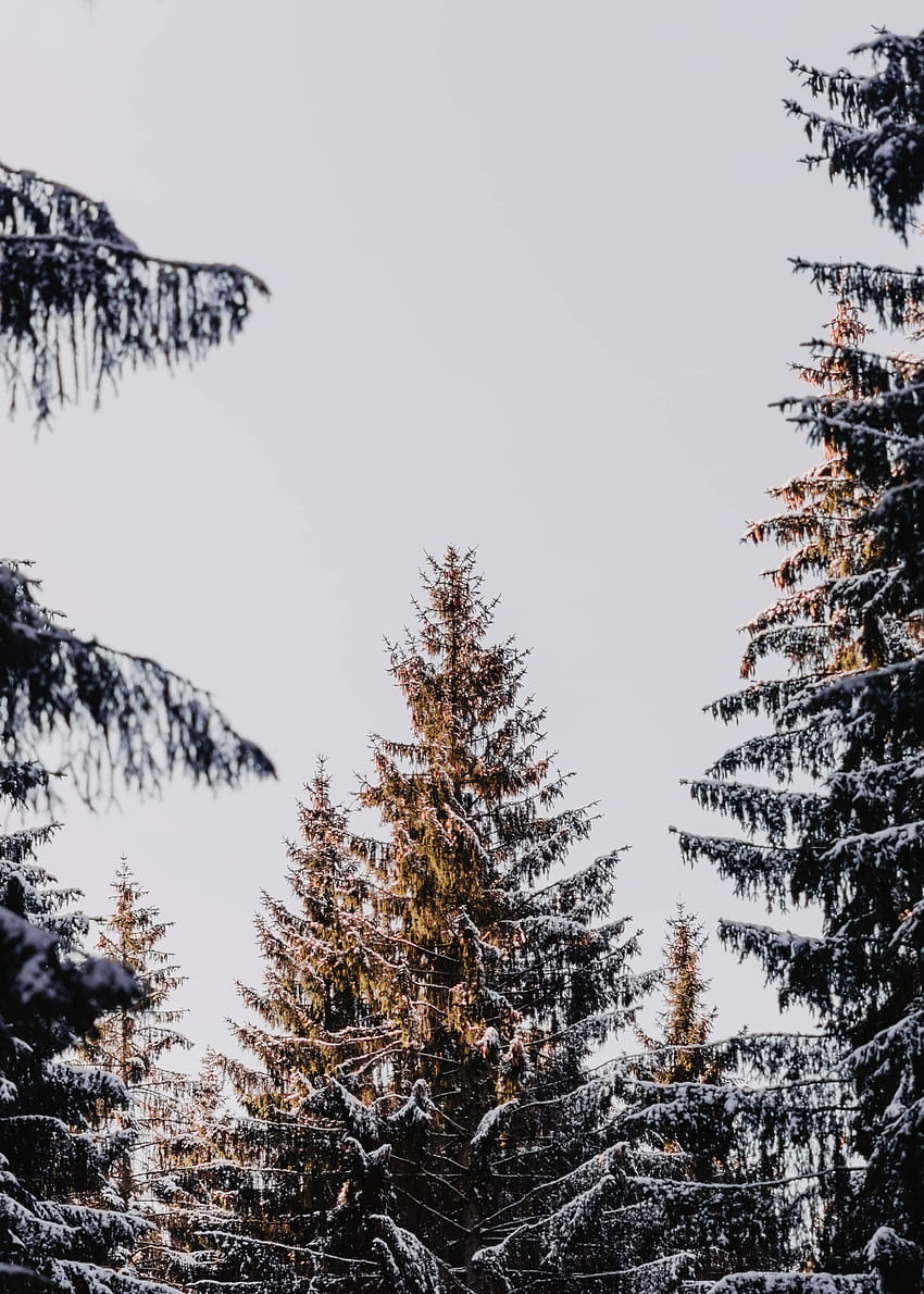 自然, 木, 針葉樹, 針葉樹の, 雪に覆われた, 雪に覆われた, カラマツ HD電話の壁紙