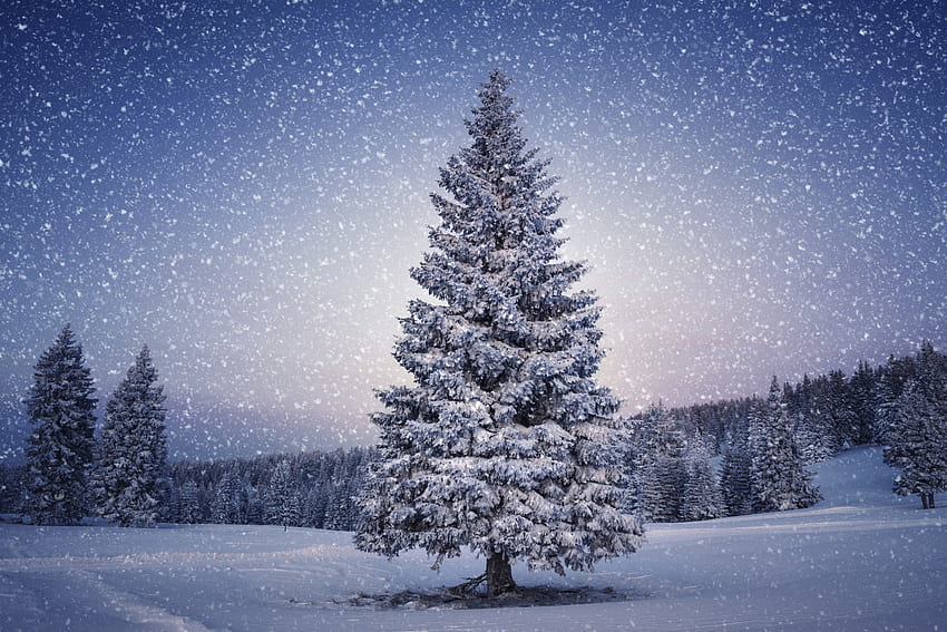 冬時間、冬、雪、雪片、雪、風景、木、自然、山 高画質の壁紙