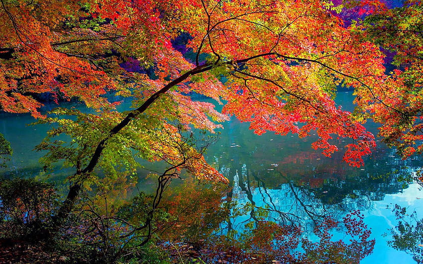 Autumn With Branches Of A Tree Hanging In The Water HD wallpaper | Pxfuel