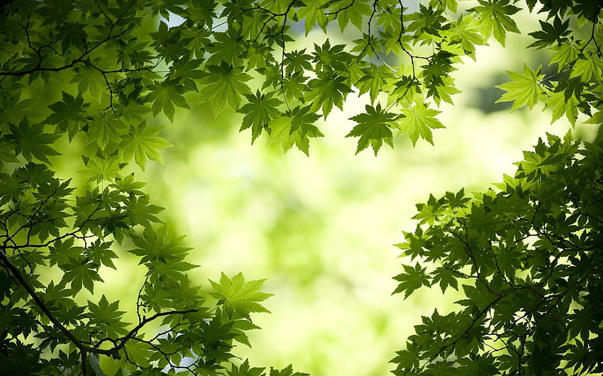 Fresh Japanese Green Maple Leaves HD wallpaper