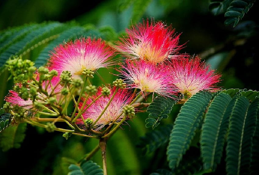 Mimosa Tree, rosa, foglie, albero, fiore Sfondo HD