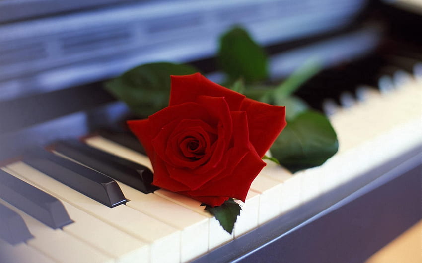 Musica, fiori, pianoforte, fiore, fiore di rosa, rosa Sfondo HD