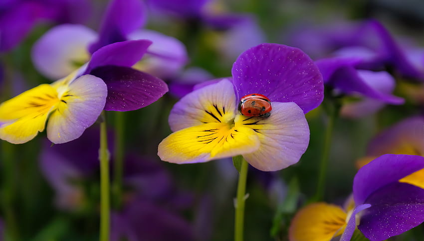 A ladybug on pansies, pansies, garden, flowers, scent, ladybig, fragrance HD wallpaper