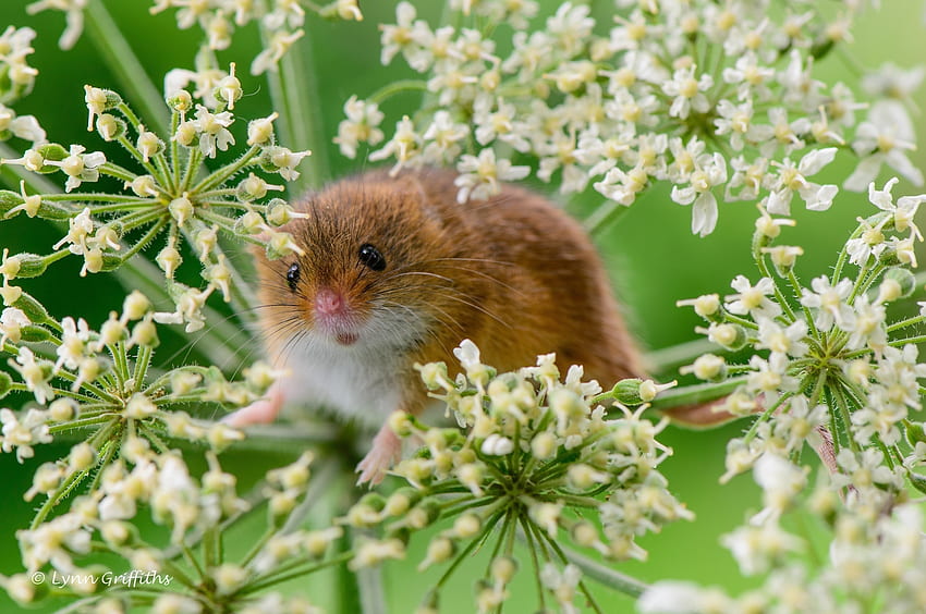 Animals, Grass, Plant, Mouse, Rodent, Little Mouse, Baby Mouse HD wallpaper
