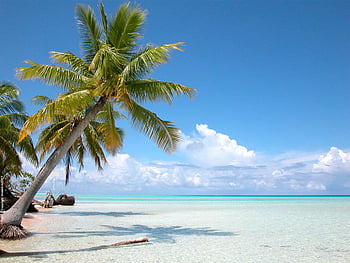 Beach Bar Pic of the Week – Kon Tiki Bar and Grill, Antigua. Beach Bar ...