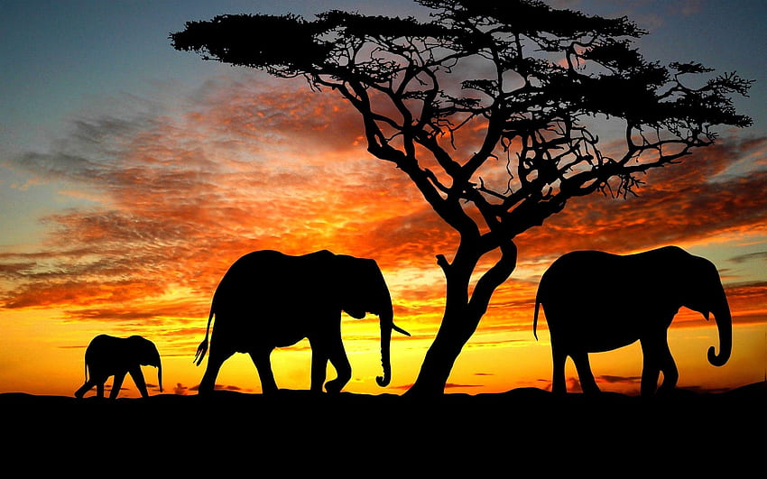 Семейство слонове по време на залез слънце HD тапет