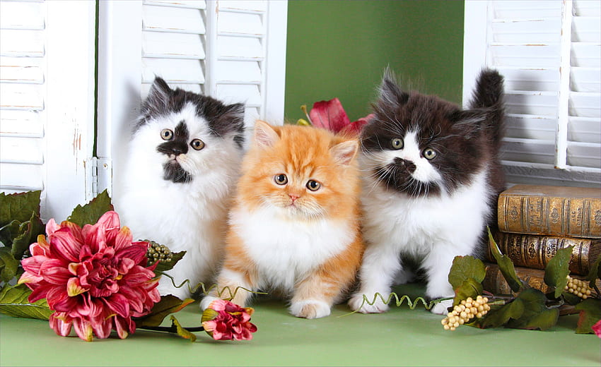 Süße Freunde, süß, Zimmer, Kätzchen, Katzen, süß, flauschig, Kätzchen, Blume, bezaubernd, Freunde, Zuhause HD-Hintergrundbild