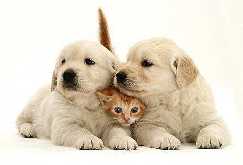 friends, other, dogs, cat HD wallpaper