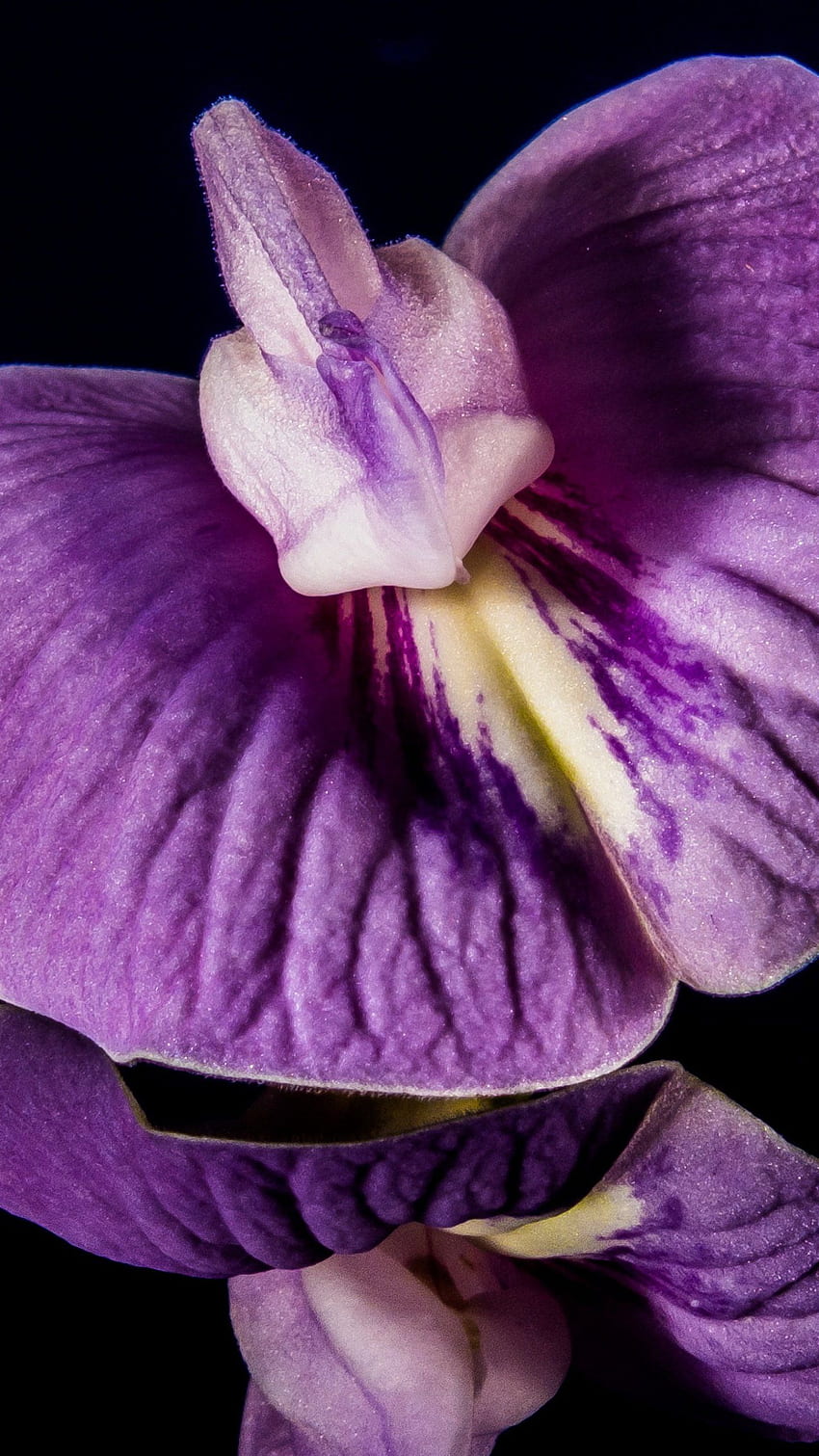 Лилава орхидея отблизо за iPhone, Android и фон, лилави цветя на орхидея HD тапет за телефон