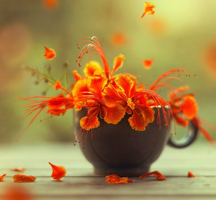 Fiori in una tazza, petali, fiore, verde, tazza, arancione, poco Sfondo HD