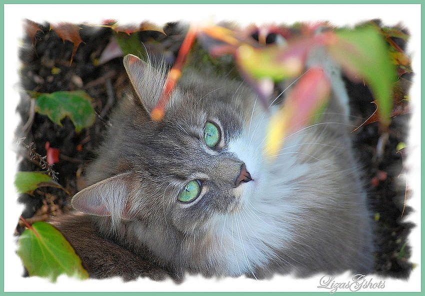 wymarzone oczy kot do piły, szary, zielonooki, kot, piękny, z bliska Tapeta HD