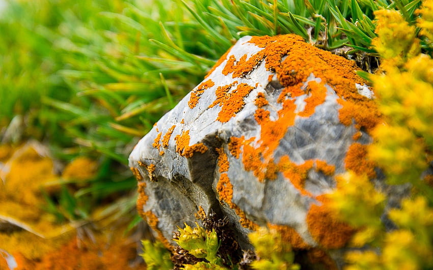 Grass, Rock, Macro, Stone, Moss HD wallpaper