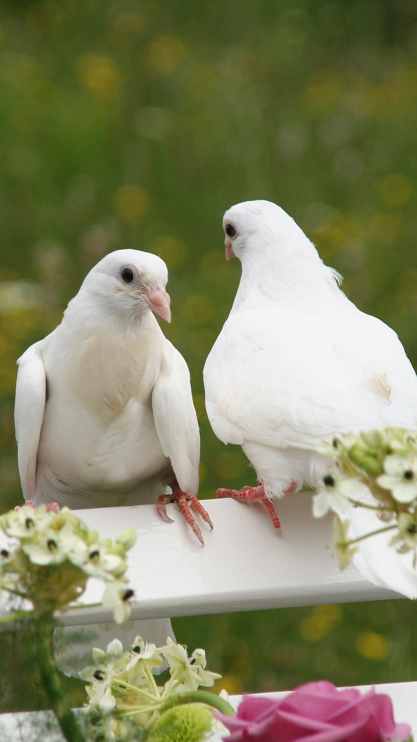 Liebesvögel, weiße Taube HD-Handy-Hintergrundbild