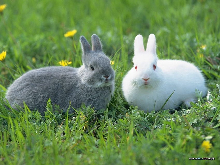 Loveable Little Creatures : Fluffy Baby Rabbits 60Pics HD wallpaper