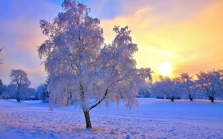Пейзаж, Зима, Дървета, Залез, Сняг HD тапет