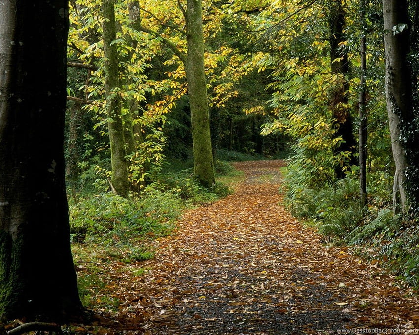 Irland Friedlicher Weg und Vorrat, Irland-Wald HD-Hintergrundbild