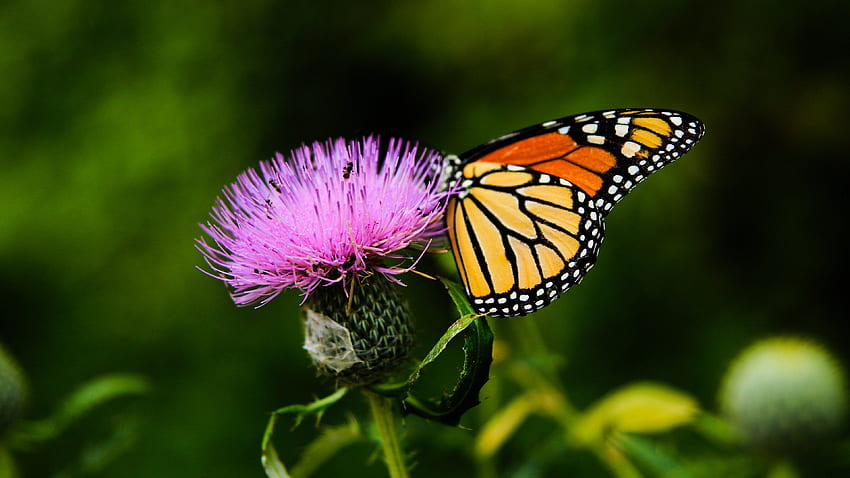 Пеперуда монарх върху цвете на бодил - Мобилен и HD тапет