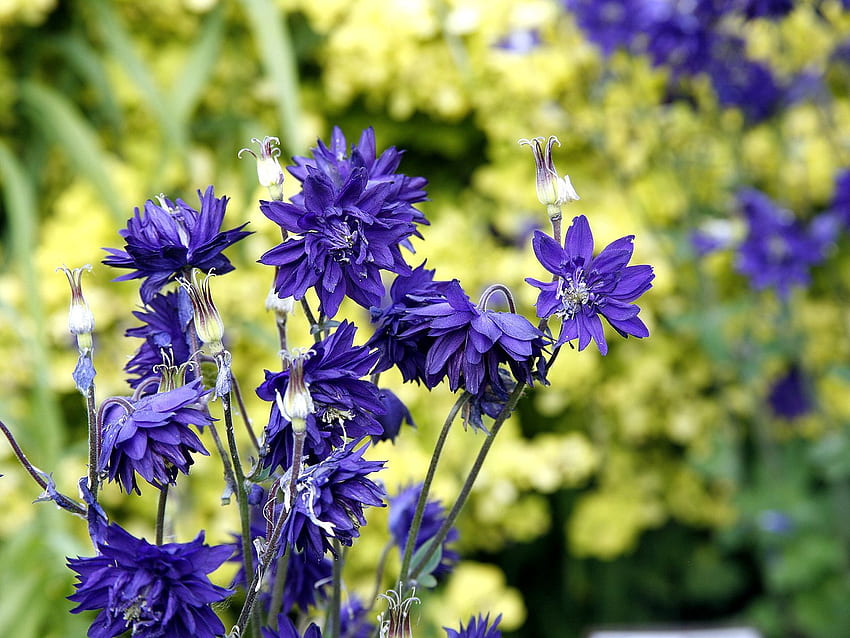 ดอกไม้ ฤดูร้อน คอร์นฟลาวเวอร์สีน้ำเงิน ฟิลด์ วอลล์เปเปอร์ HD