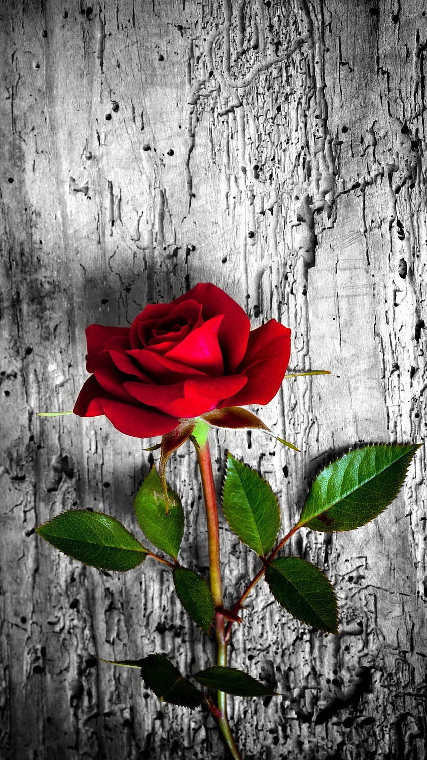 Red Rose. 26 Happy Valentine's Day Roses Flowers HD phone wallpaper