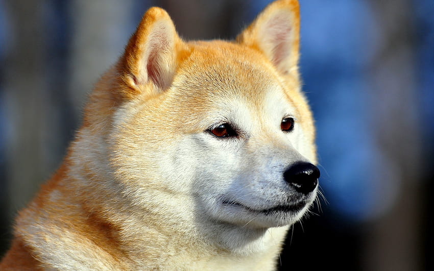 Tiere, Hund, Maulkorb, Sicht, Meinung, Akita Inu HD-Hintergrundbild