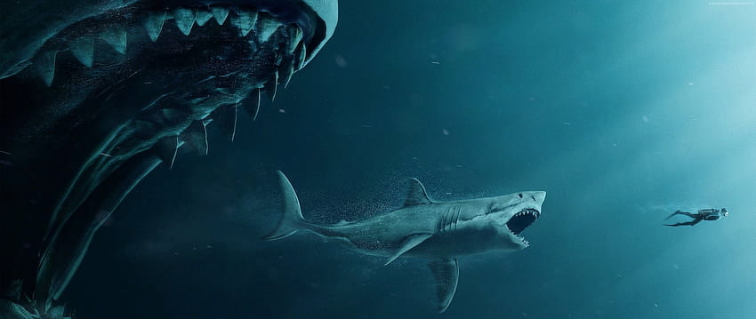 Resolução, filmes, e plano de fundo do pôster The Meg Sharks and Diver, tubarão 2560X1080 papel de parede HD