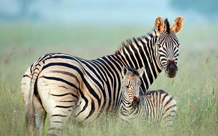 zebras family, savannah, mother and cubs, Africa, cute animals, wildlife, zebras, Equus quagga for with resolution . High Quality HD wallpaper
