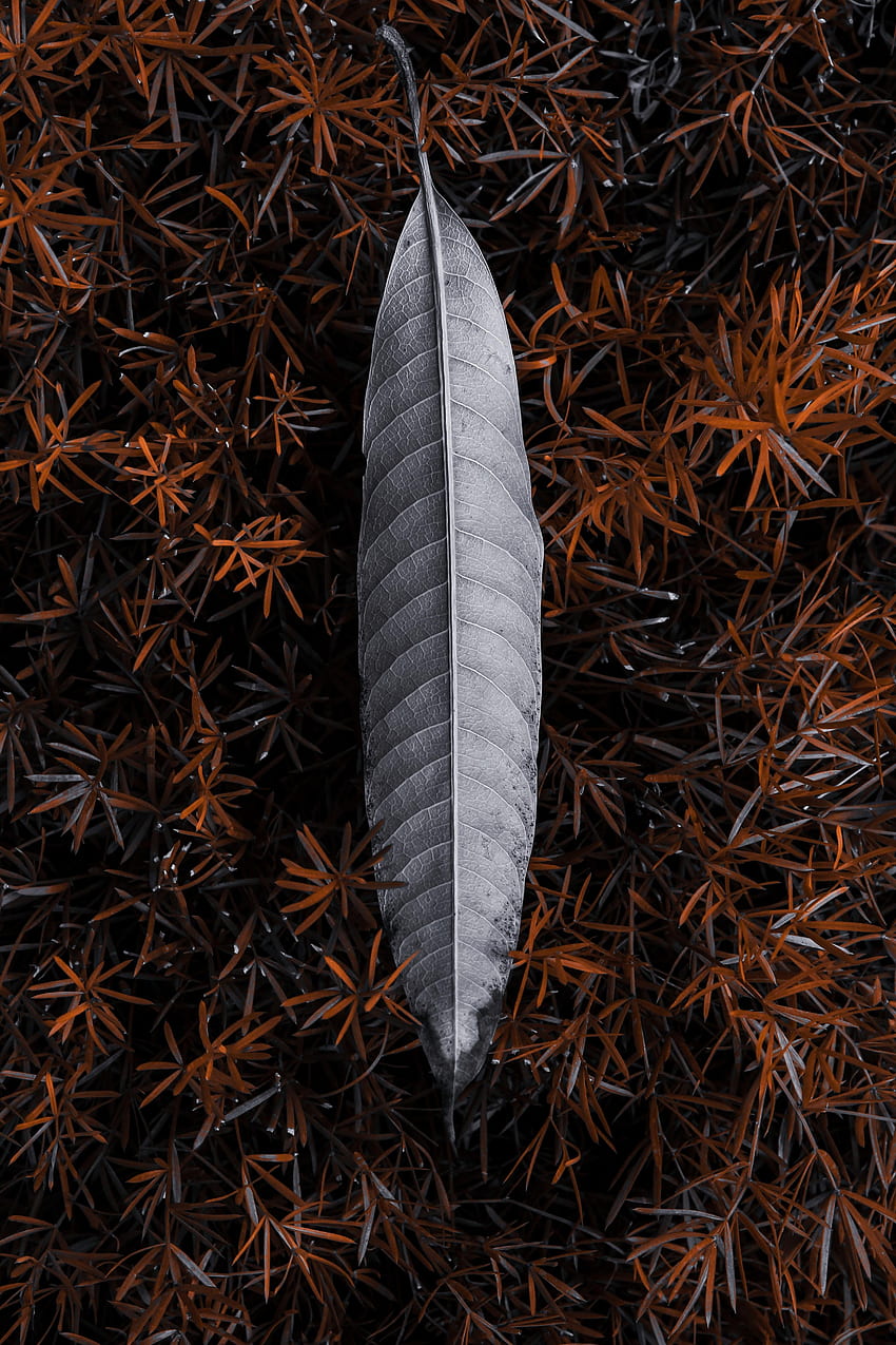 Nature, Grass, Sheet, Leaf, Grey HD phone wallpaper