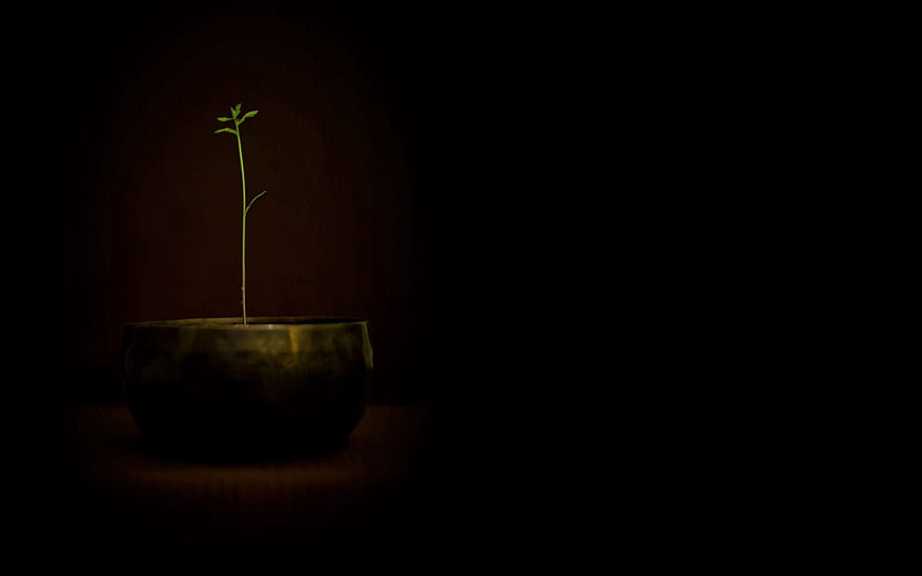 Plant, Minimalism, Pot, Sprout HD wallpaper