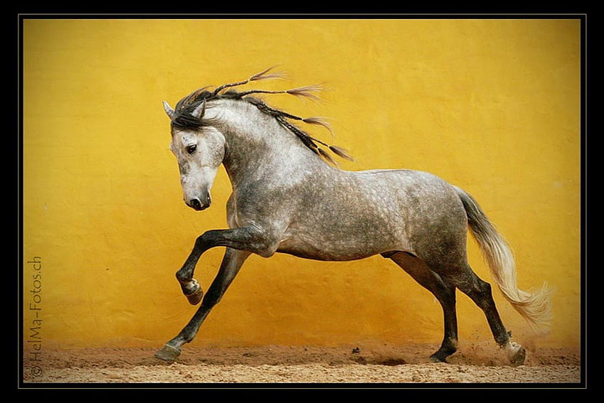 มิสติกเกรย์ ม้า ม้าป่าสเปน สัตว์ต่างๆ ม้าป่าแอนดาลูเซีย วอลล์เปเปอร์ HD