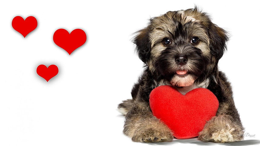 Puppy Love III, dog, cute, fluffy, puppy, pup, Valentines Day, lovable, hearts, pet, canine, heart HD wallpaper