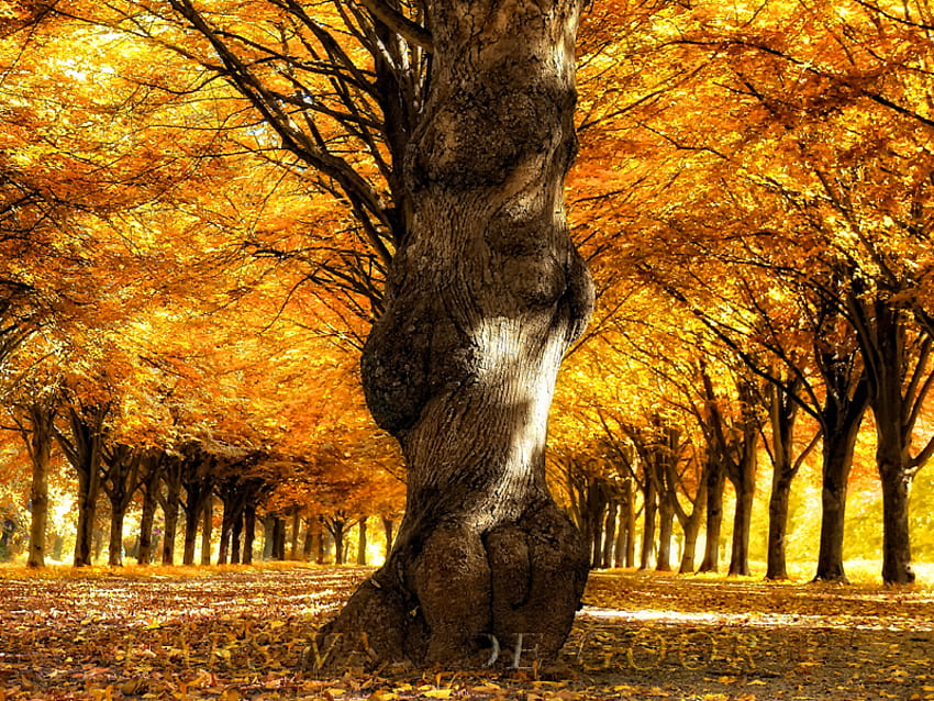 One or many, autumn, nature, forest, tree HD wallpaper