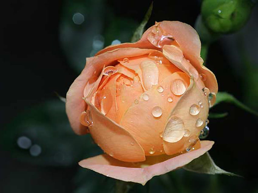 Утринна роза, роза, утро, красива, природа, роса HD тапет