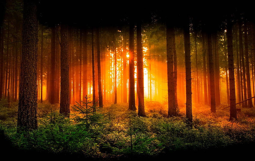Fiery forest, sunlight, glow, ryas, trees, beautiful, forest, fiery HD wallpaper