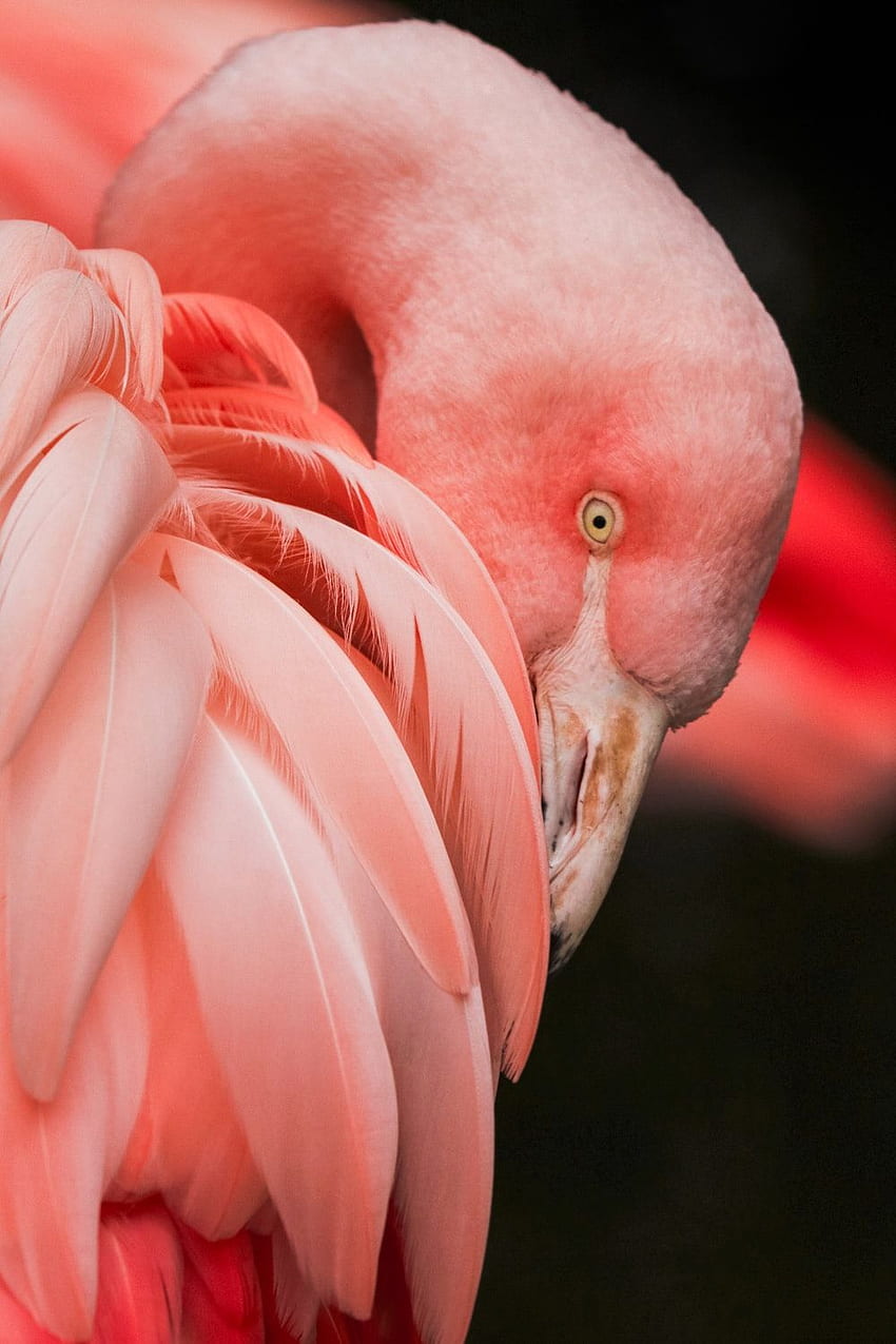 Flamingo : [HQ], Pink Love Birds HD phone wallpaper