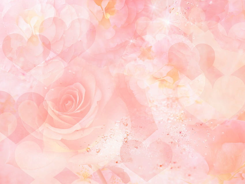 Light pink roses HD wallpapers | Pxfuel