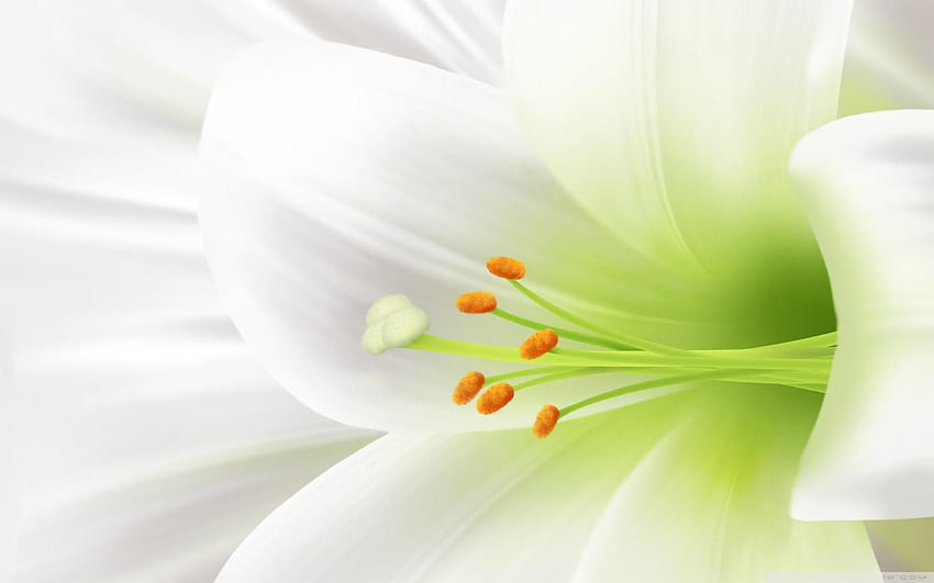 Beautiful Lily Flower - The Wondrous Pics, White Lily Flower HD wallpaper